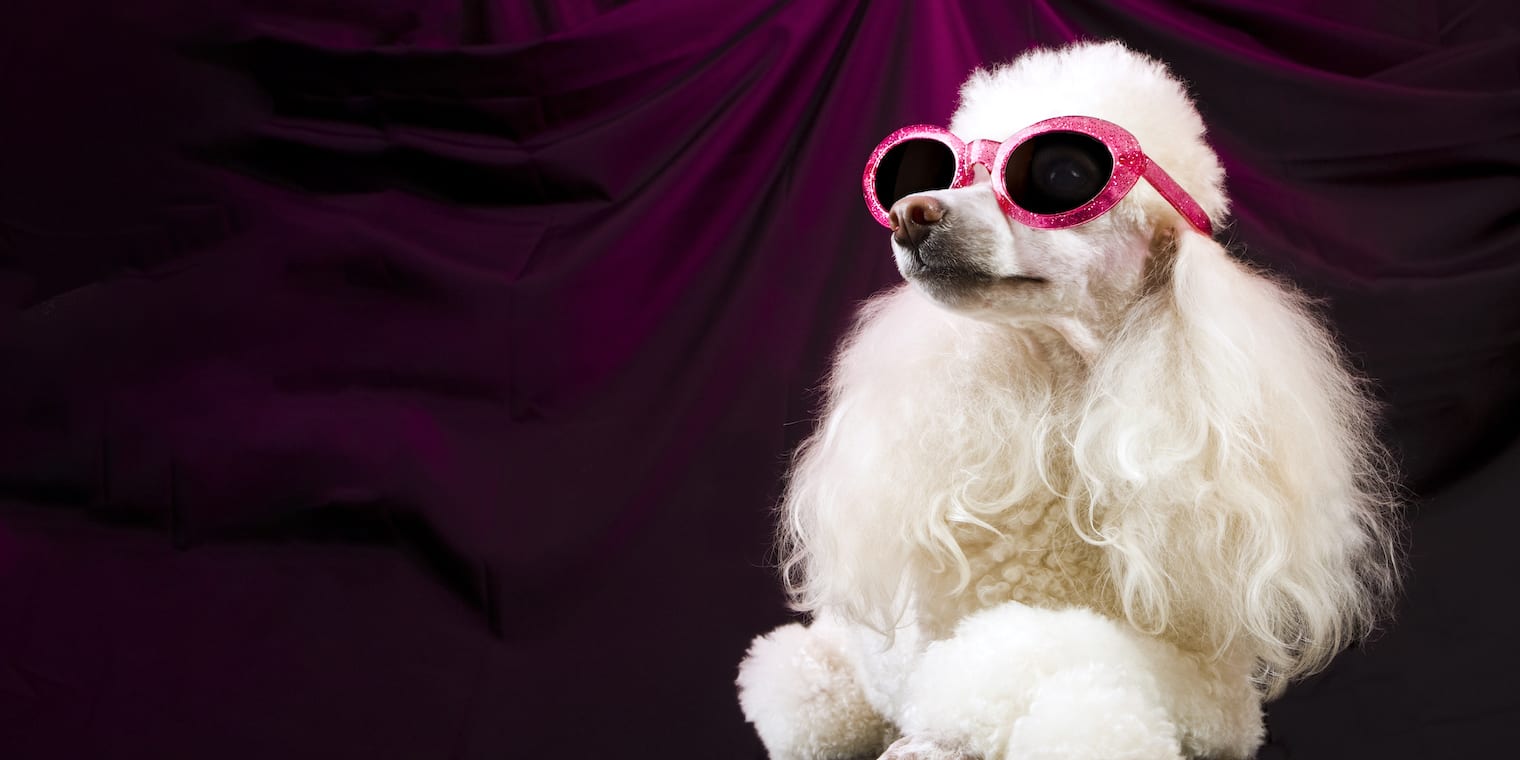 best global software companies - dog with sunglasses