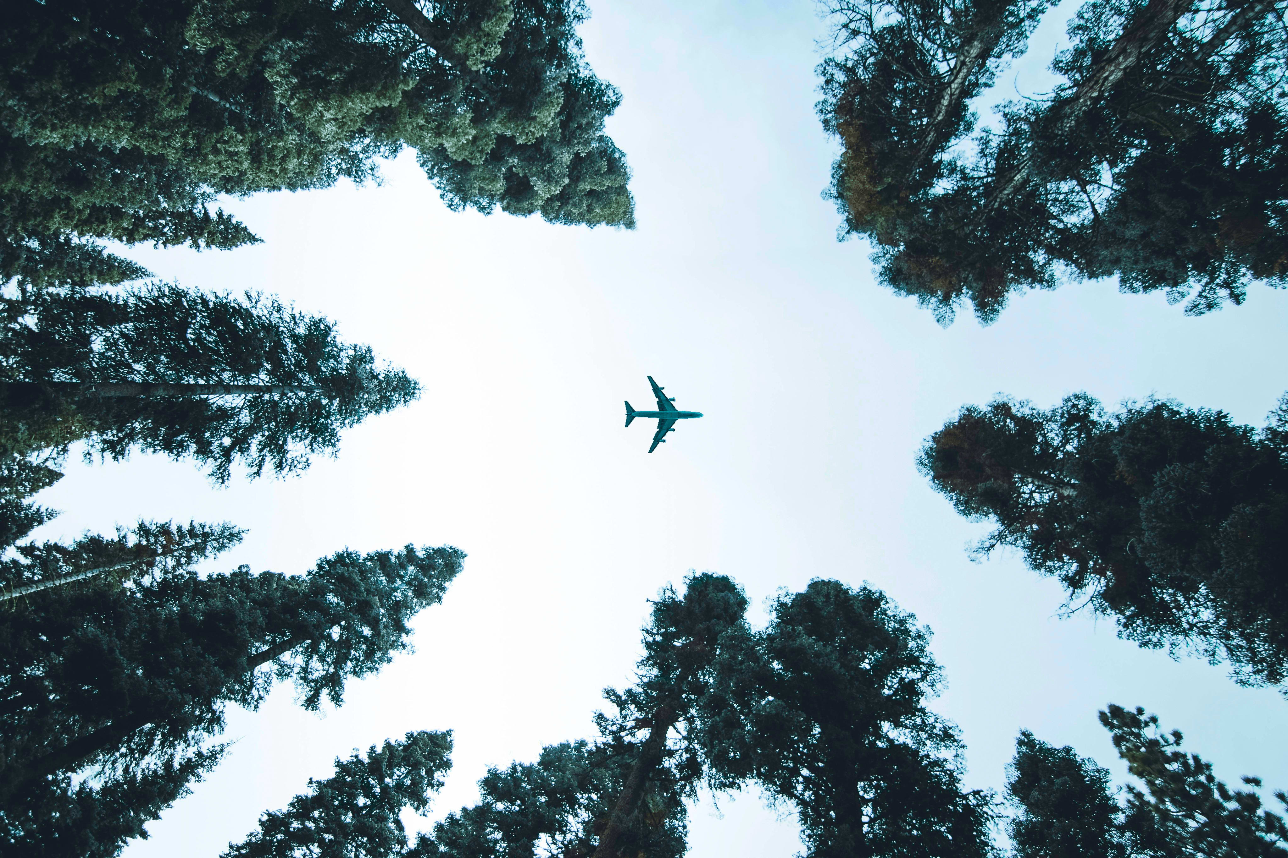 Avion survolant une forêt vu du sol