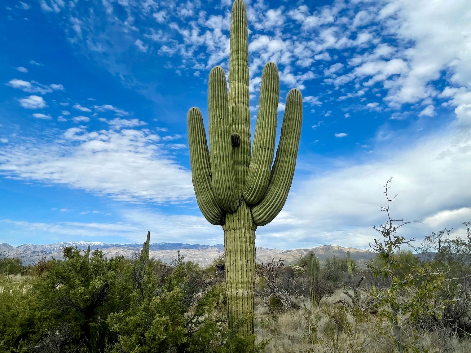 Tucson Arizona
