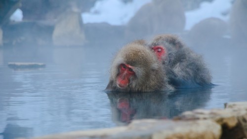 Planning your trip to Japan? You need to know about the Hot Springs. Image