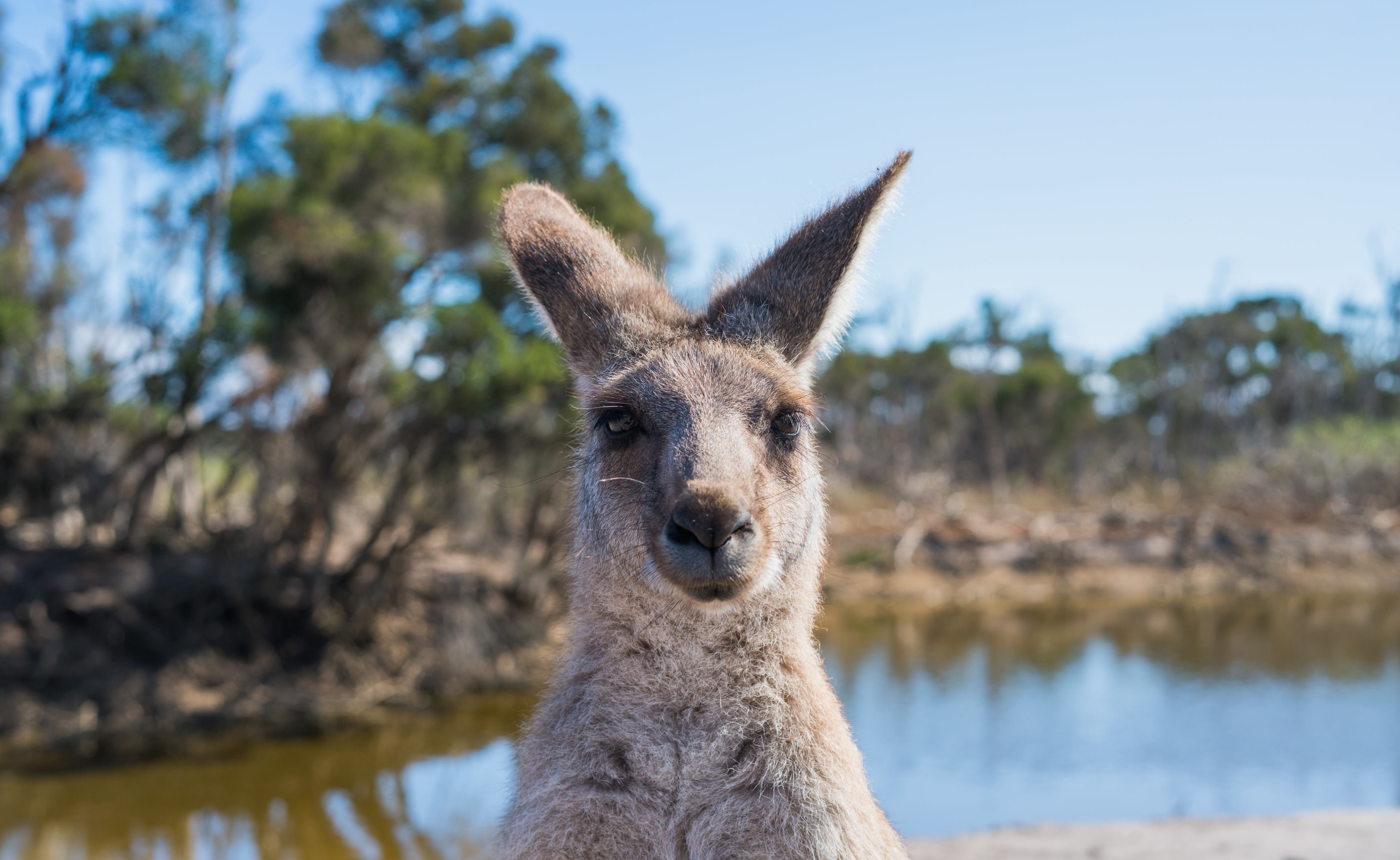 No Lockdown Travel for Australians with no COVID-19 Vaccinations Small Preview Image