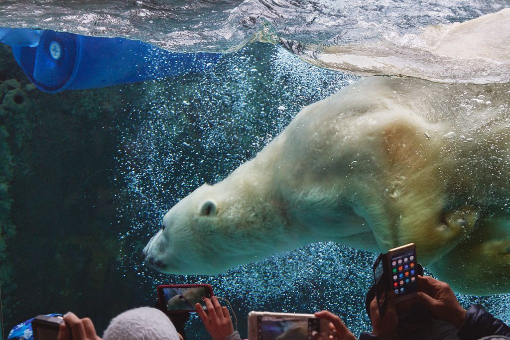 먹이를 찾아 수영하는 북극곰