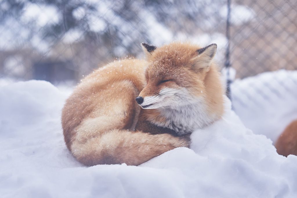 눈웃음이 예쁜 여우