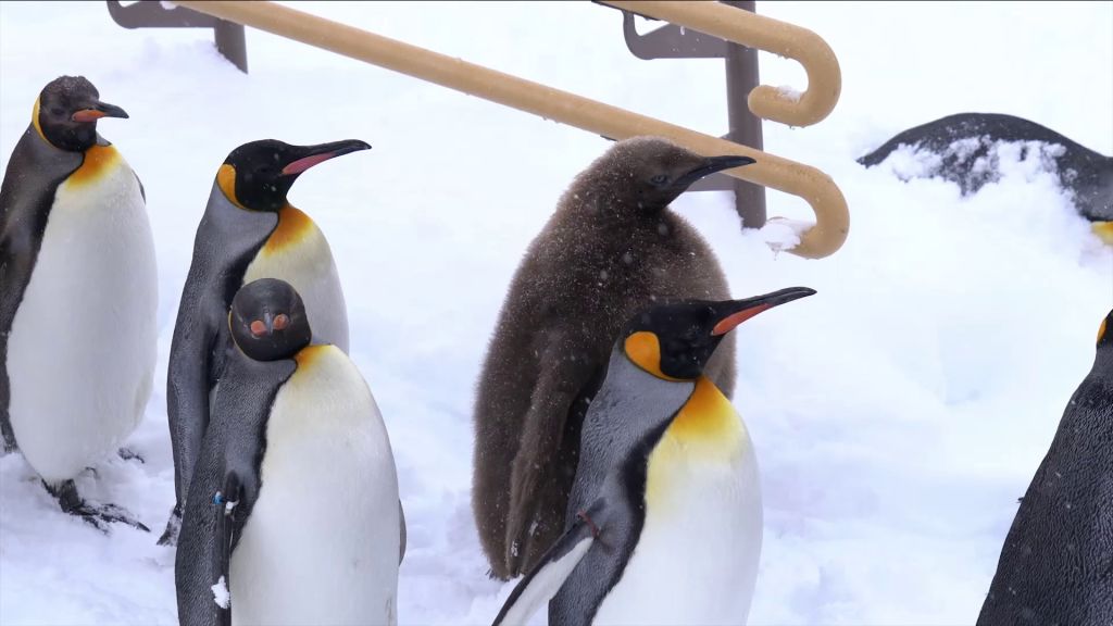 산책 마치고 돌아가는 펭귄들