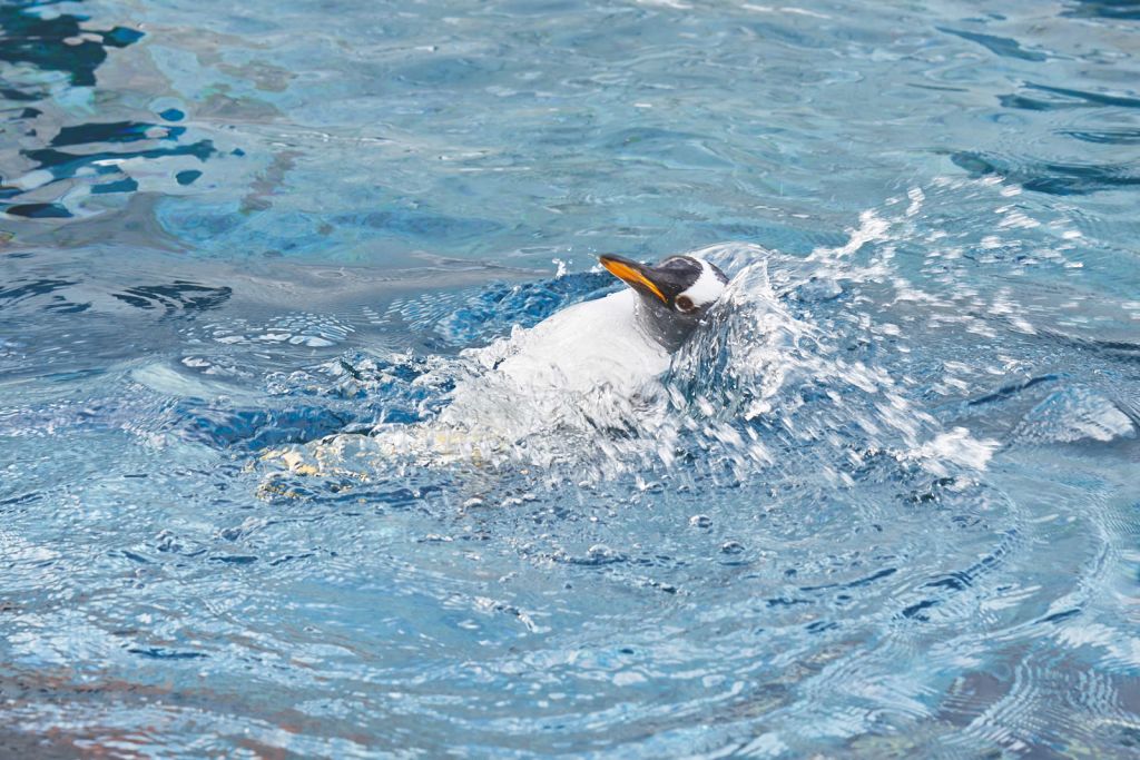 유유자적 배영하기