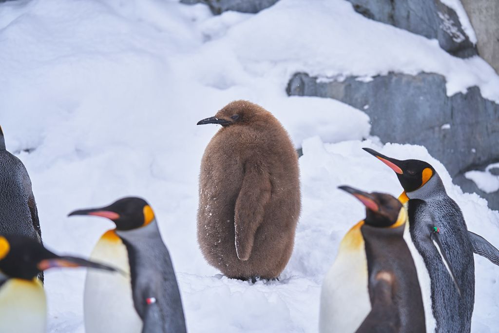 혼자 따뜻하게 입은 아기 펭귄