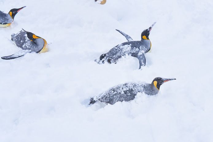 눈에서 헤엄치는 펭귄들
