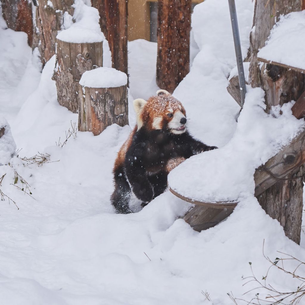 눈을 즐기는 흉포한 맹수 레서판다