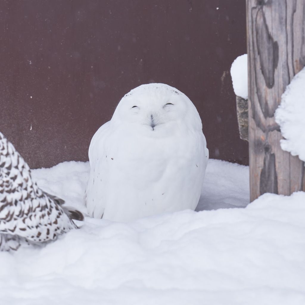 눈사람 아니에요. 흰올빼미예요 ^ + ^