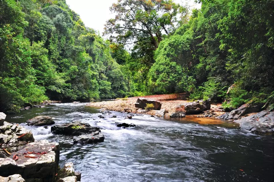 Explore the 5 Rich History and Natural Beauty of Malaysia: A Guide to Malacca and Taman Negara 3 Taman Negara