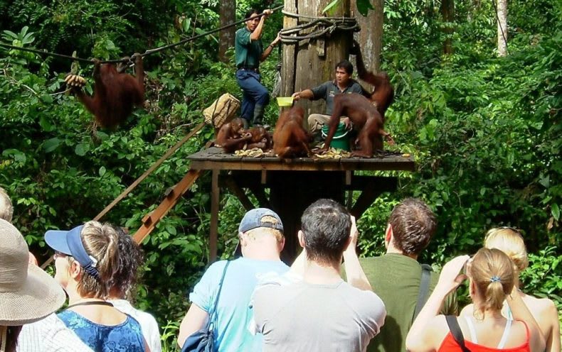 Discover the 2 Best of Malaysia's Nature and Wildlife: A Guide to Bako National Park and Sepilok Orangutan Sanctuary 3 Sepilok Orangutan Sanctuary