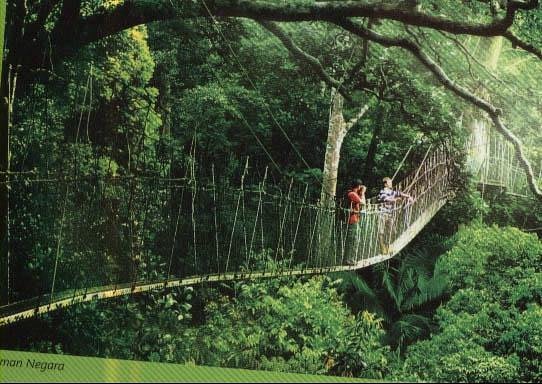 Discover the Beauty and History of Malaysia: A Guide to Kuala Lumpur, Penang, and Langkawi 7 Taman Negara National Park