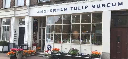 Discover the 7 Best of the Netherlands: A Guide to Tulips, Windmills, and Cheese 5 Amsterdam Tulip Museum