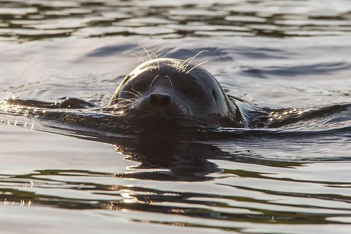 Finland in May: Embrace the Beauty of Arctic Spring 1 Saimaa Ringed Seal in Finland in May