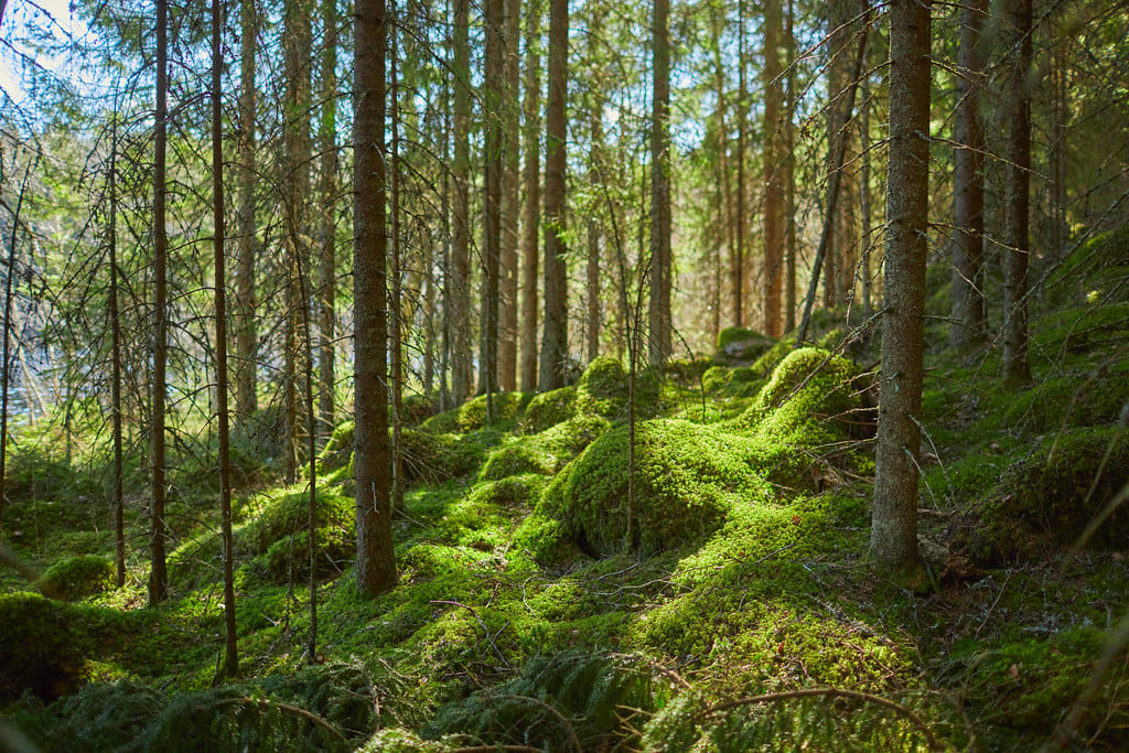 Finland in June: A Summer Wonderland of Endless Delights 3 Evo Nature Reserve