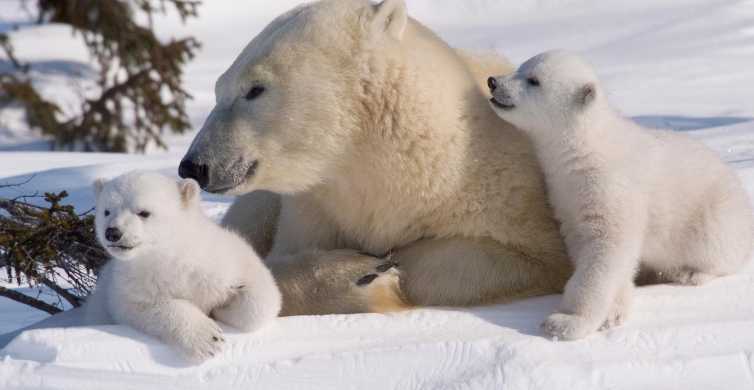 Finland in March: Embrace Arctic Spring's Arrival! 4 Polar Bears