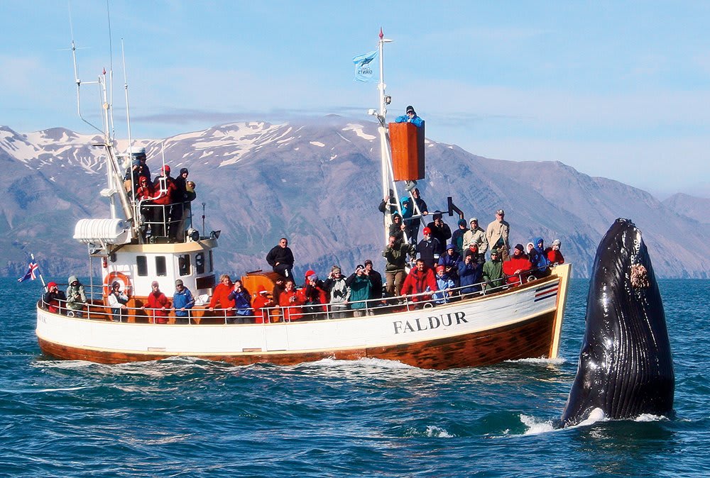 Iceland in July: Chasing Waterfalls, Highland Adventures, and Vibrant Festivals 5 Whale Watching in Husavik