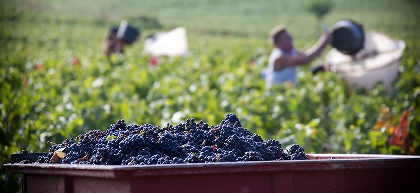 France in October: A Breathtaking Tapestry of Autumnal Splendor 1 Burgundy Wine Harvest in France in October