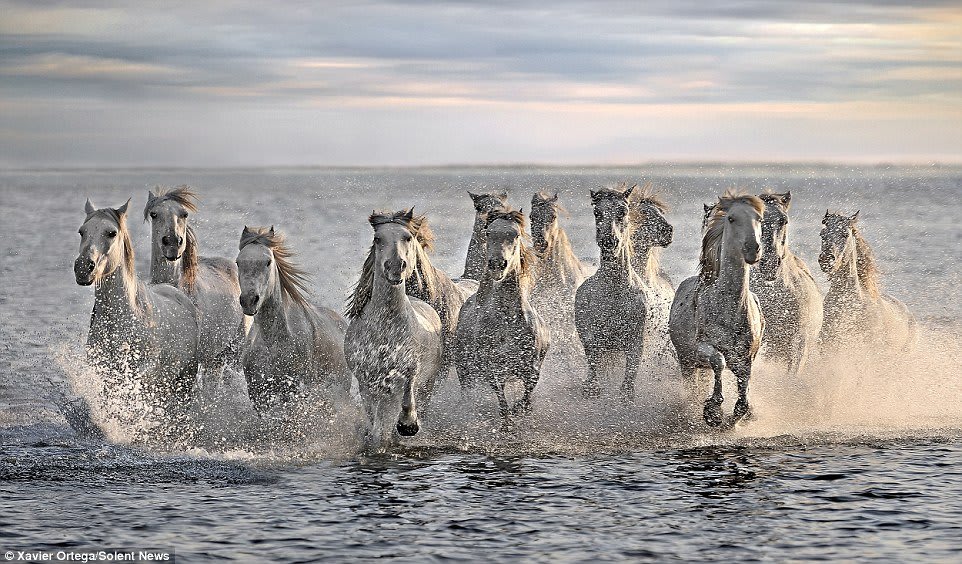 Embracing the Charms of France in May: A Celebration of Culture, Cuisine, and Blossoming Beauty 4 The White Horses of the Camargue in France in May