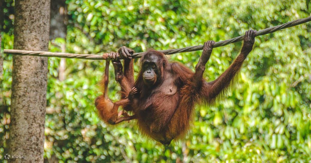 Discover the 2 Best of Malaysia's Nature and Wildlife: A Guide to Bako National Park and Sepilok Orangutan Sanctuary 4 Sepilok Orangutan Sanctuary