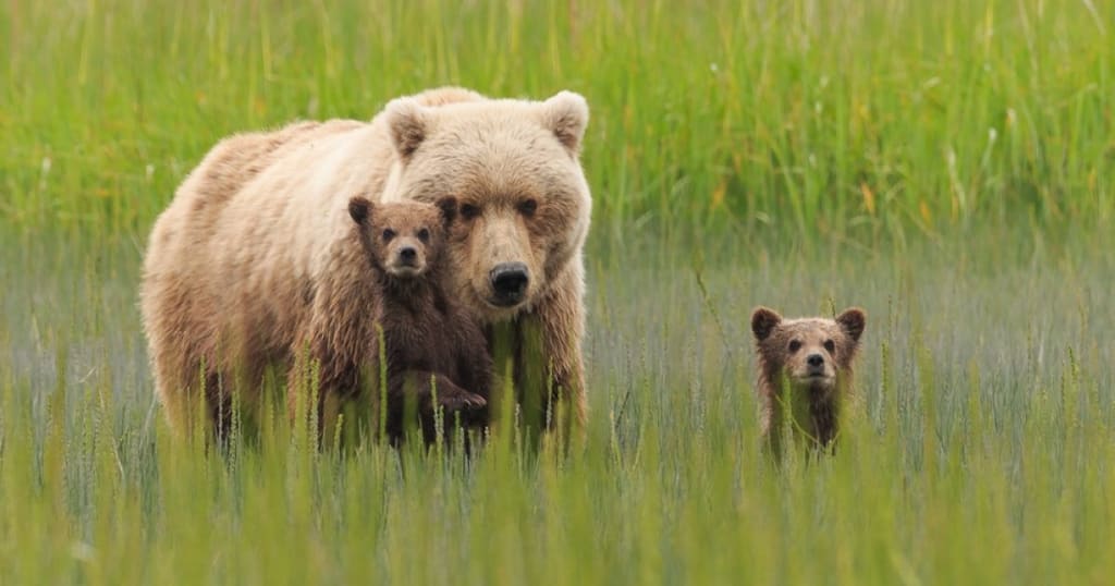 Finland in April: Explore the Mesmerizing Spring Awakening 3 Brown Bear-Watching Tour