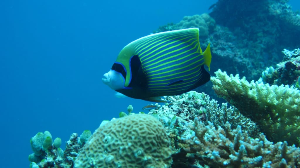 10 Reasons Why Maldives is the Perfect Destination for a Luxury Holiday 3 10 Reasons Why Maldives is the Perfect Destination for a Luxury Holiday 1