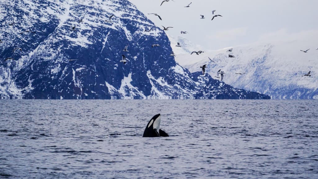 Finland in September: A Symphony of Autumn Magic 5 Whale-Watching in Hailuoto