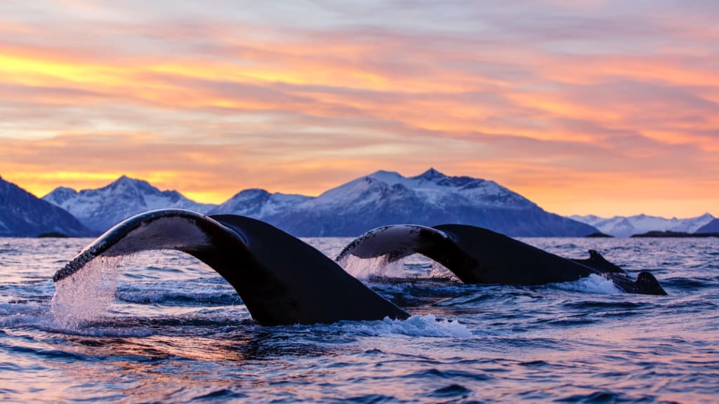 Norway in March - Embrace the Awakening of Spring Amidst Arctic Splendor 3 Fjord Whale Watching