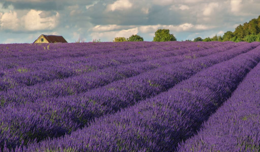 Cotswolds Villages: An Enchanting Guide to the 6 Hidden Charms 4 Cotswold Lavender Farm in Cotswold Villages