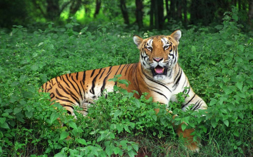 Uncover 5 Must-See Attractions in Simplipal Wildlife Sanctuary's ...