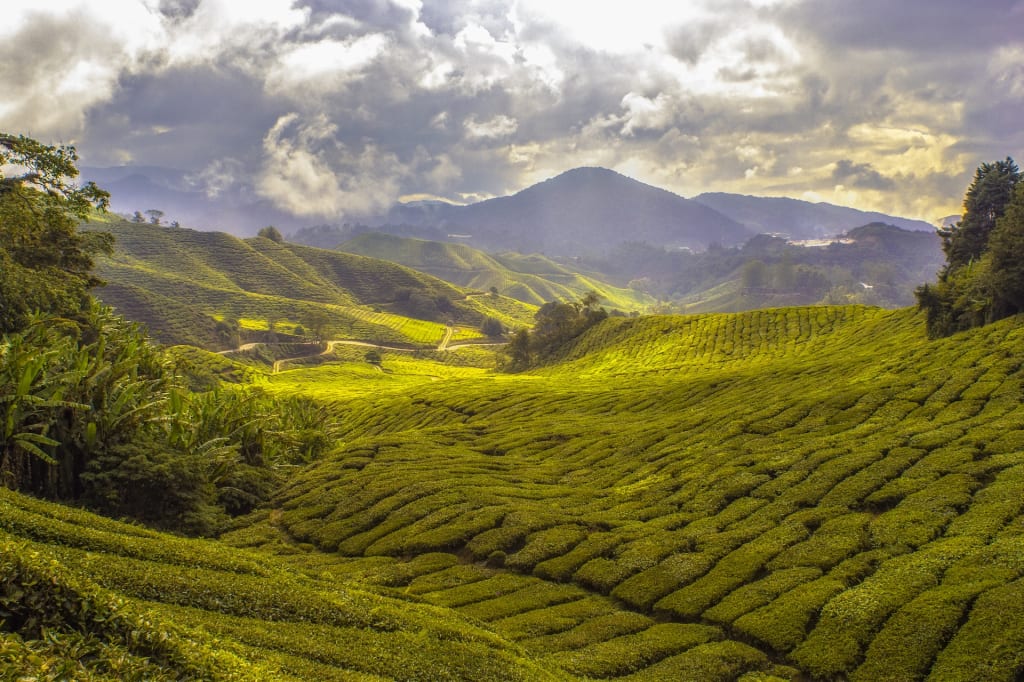 Discover the Beauty and History of Malaysia: A Guide to Kuala Lumpur, Penang, and Langkawi 5 Cameron Highlands