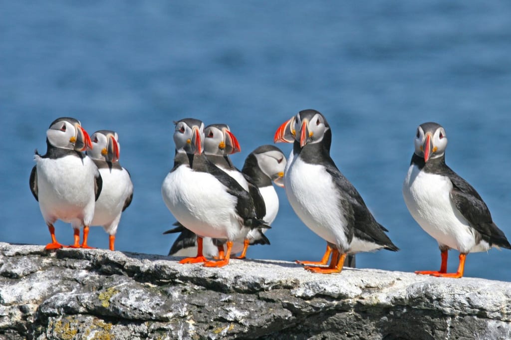 Iceland in April: Embracing Nature's Rebirth and Festive Delights 1 Welcoming the Puffins in Iceland in April