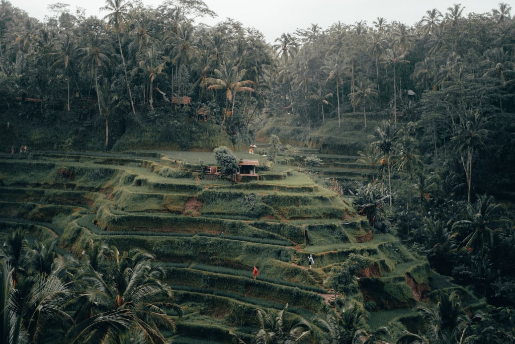 Discover the 5 Beauty and Culture of Indonesia: A Guide to Bali and Java 4 Tegalalang Rice Terrace, Ubud, Bali