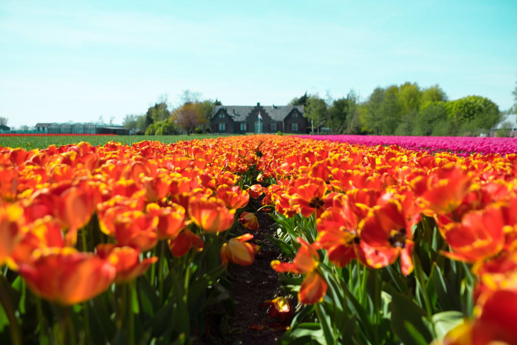Discover the 7 Best of the Netherlands: A Guide to Tulips, Windmills, and Cheese 7 Lisse Flower Fields containing tulips