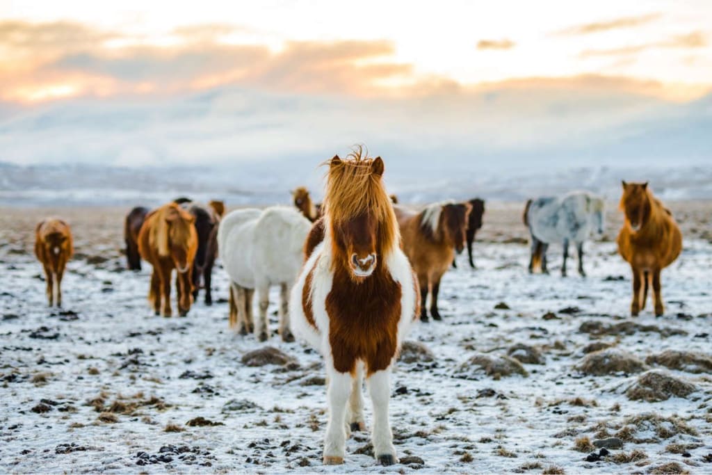 Iceland in May: Unveil Irresistible Cultural Wonders 4 Witnessing the Horse Roundup