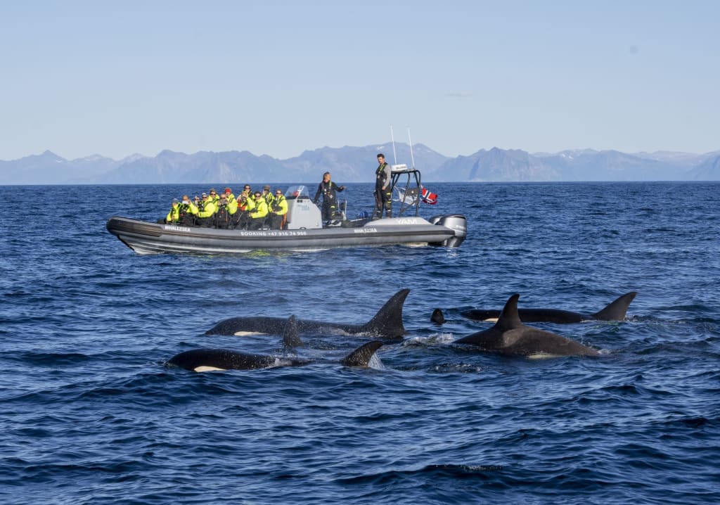 Norway in November - Embracing Cozy Adventures and Winter Magic 4 Arctic Whale Watching in Andenes