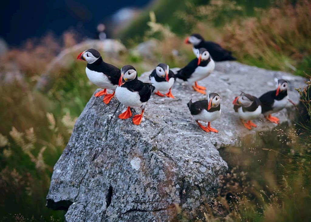 Norway in April - Embrace the Springtime Splendor in the Land of the Midnight Sun 4 Puffin Watching on Runde Island