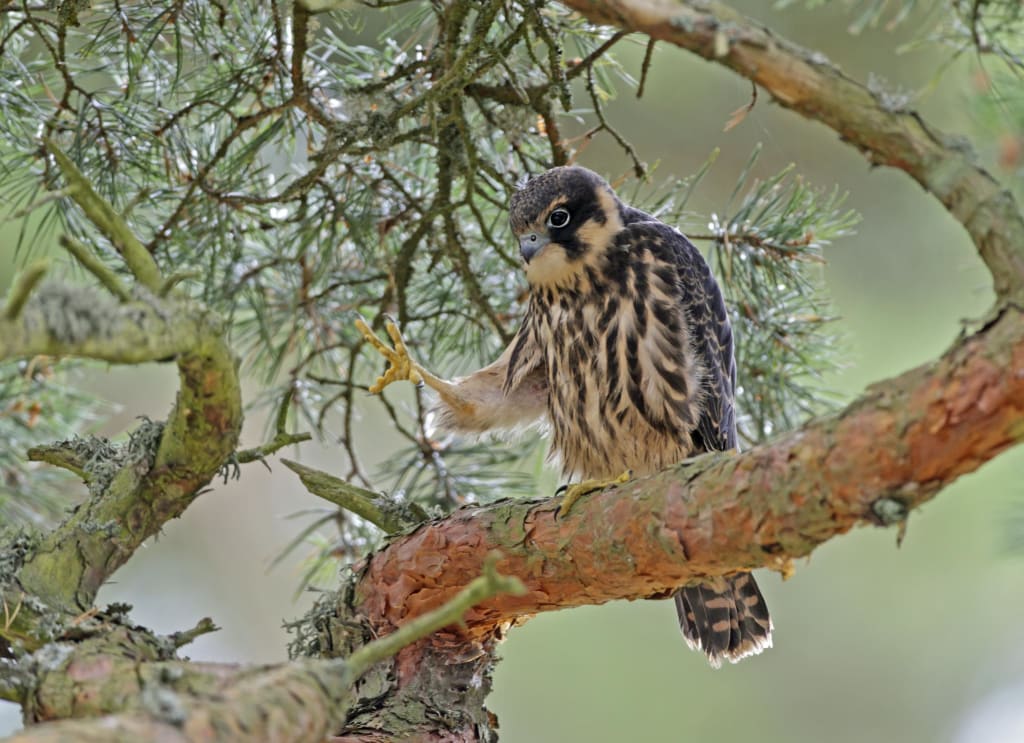 Finland in October: Embrace the Unforgettable Autumn Splendor 4 Hanko Bird Observatory: