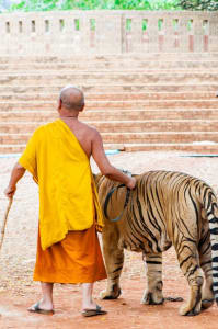 10 exhilarating things to do in Bangkok, Thailand before this year ends! 6 tiger-temple