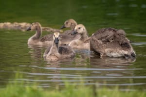 7 Beautiful Bird Sanctuaries to explore in India 2 7 Beautiful Bird Sanctuaries to explore in India 2