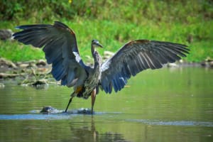 7 Beautiful Bird Sanctuaries to explore in India 7 7 Beautiful Bird Sanctuaries to explore in India 7
