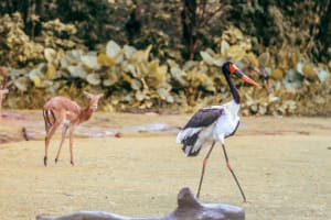 7 Beautiful Bird Sanctuaries to explore in India 3 7 Beautiful Bird Sanctuaries to explore in India 3