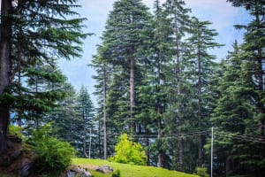 Best Reasons To Choose Manali For Honeymoon 2 Best Reasons To Choose Manali For Honeymoon 1