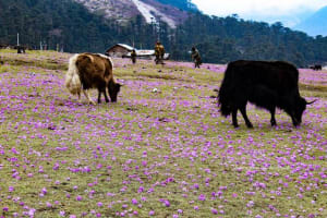 25 Best Places In North East India You Must Visit 19 Yumthang Valley