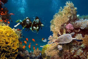 Scuba Diving in Andaman: Best Time and Cost 2021 2 Scuba Diving in Andaman