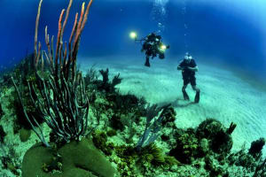 Scuba Diving in Andaman: Best Time and Cost 2021 3 Scuba Diving in Andaman