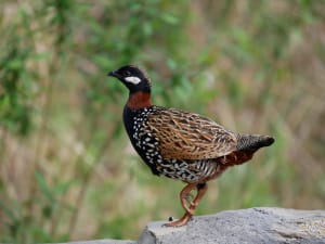 Best Offbeat Destinations in Uttarakhand to Visit This Winter 2021. 5 Best Offbeat Destination in Uttarakhand