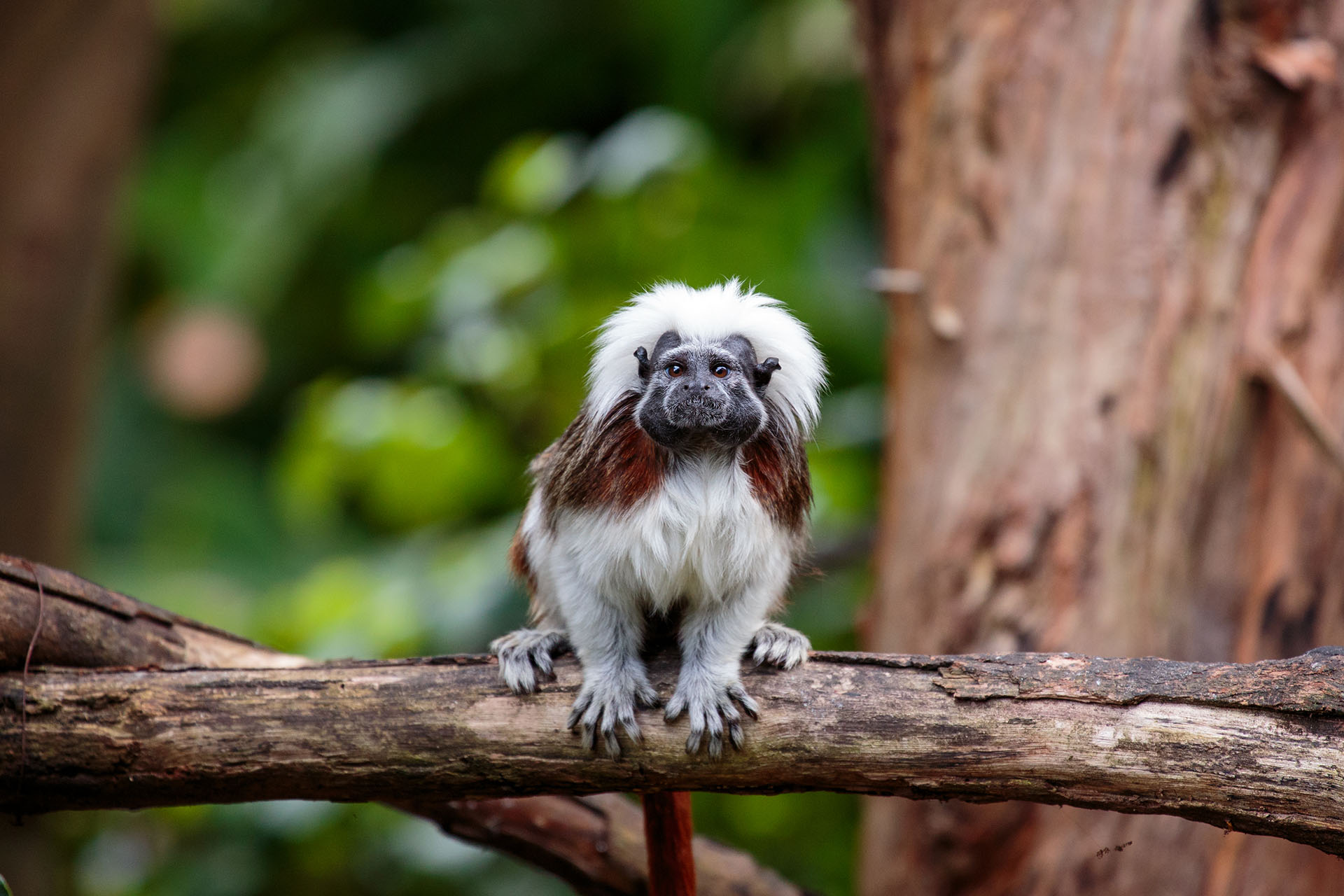 Auckland Zoo
