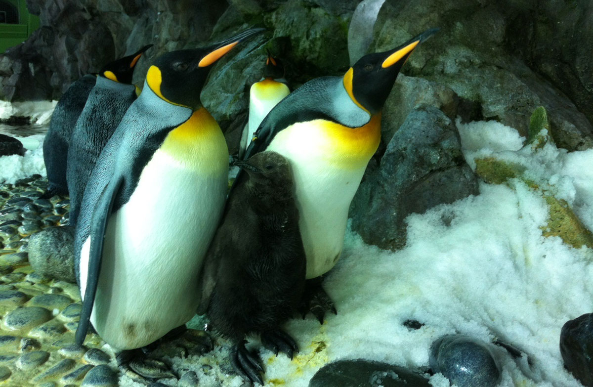 SEA LIFE Kelly Tarlton's Aquarium