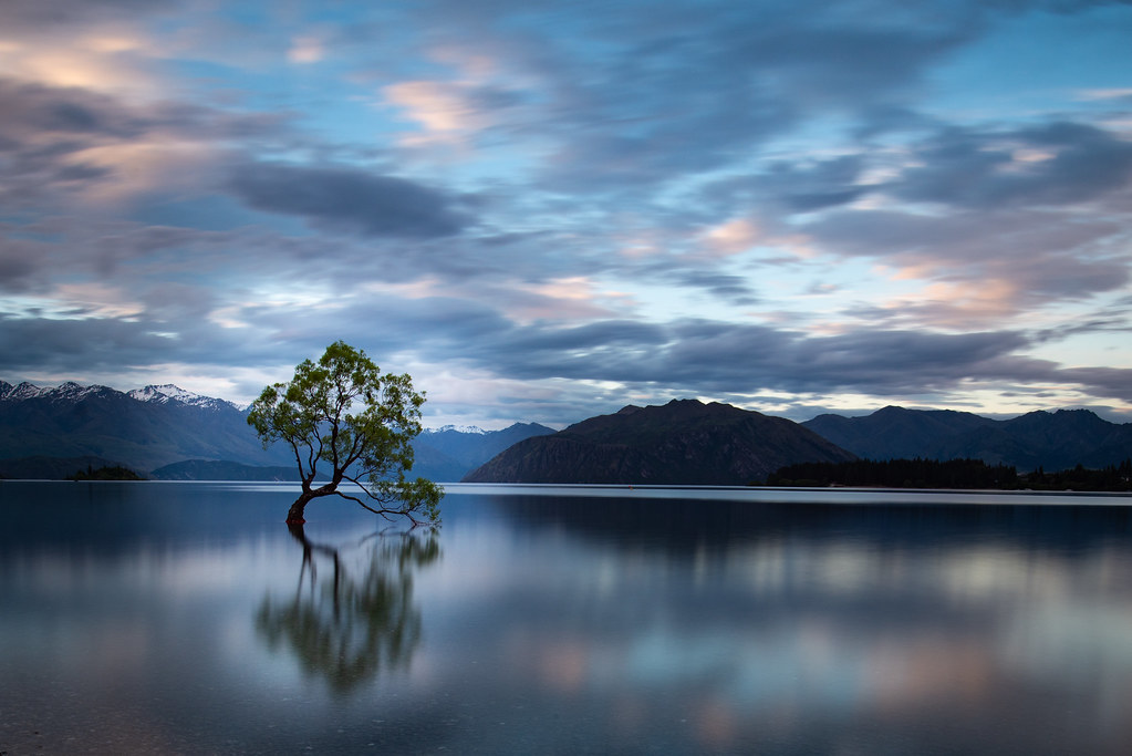 That Wanaka Tree